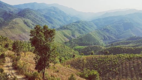 High angle view of trees on landscape