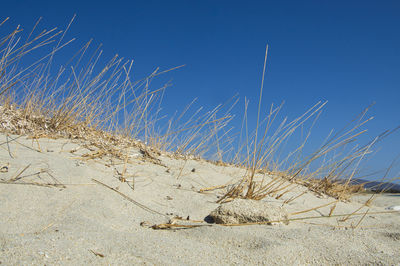 Panoramic view of beach against clear blue sky