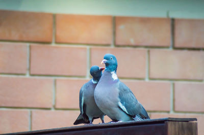 Close-up of bird perching on wall