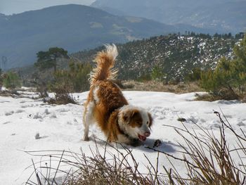 Snow dog play