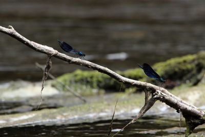 Bird perching on a tree