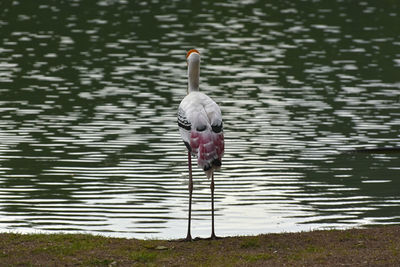 View of bird in lake
