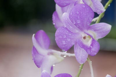 Close-up of wet purple flowering plant