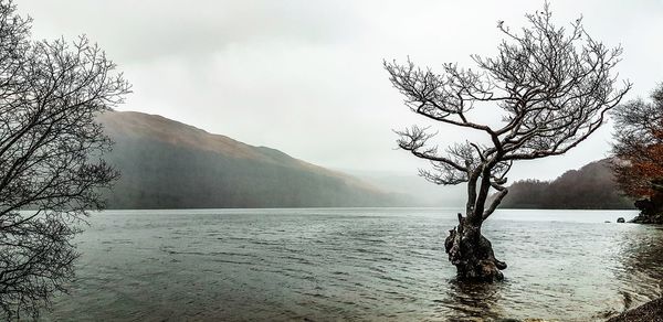 Bare tree by lake against sky during winter