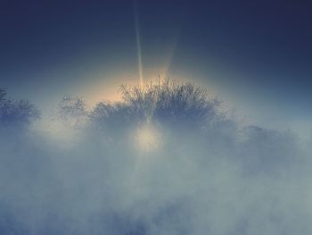 Low angle view of trees against sky