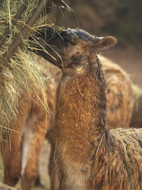 Close-up of an animal