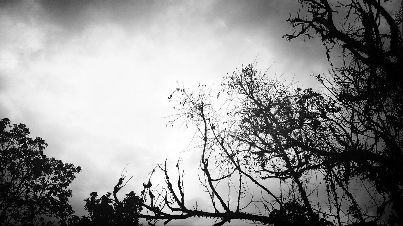 sky, tree, low angle view, branch, cloud - sky, bare tree, silhouette, tranquility, nature, cloudy, tranquil scene, beauty in nature, cloud, scenics, growth, outdoors, no people, day, dusk, tree trunk