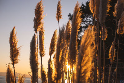 Close-up of stalks in field against sky