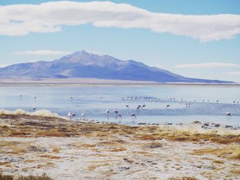 Flock of birds on shore against sky