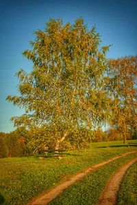Scenic view of tree against sky