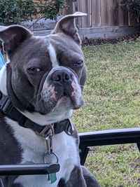 Close-up of a dog on field