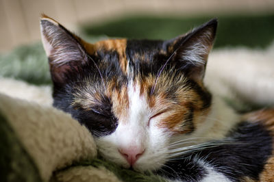 Close-up of cat sleeping