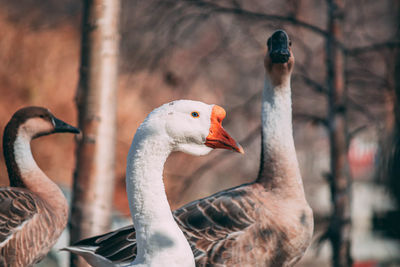 Close-up of goose 