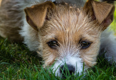 Close-up portrait of a dog on field