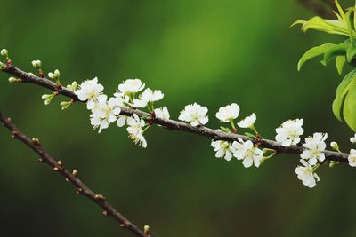 Close-up of flowers on tree