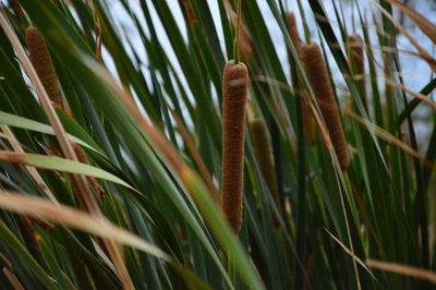 Close-up of lizard on grass