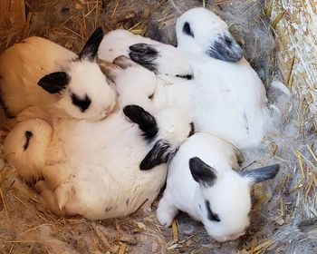 High angle view of white sleeping cat