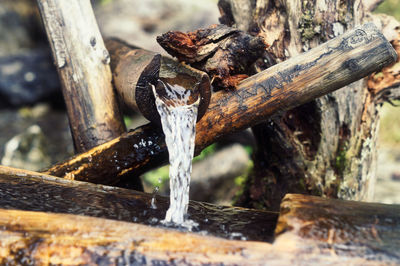 Close-up of lizard on tree trunk