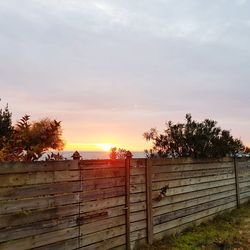 Trees against sky during sunset