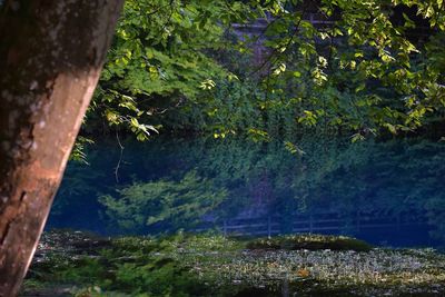 Trees in forest