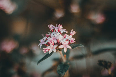 Close-up of pink flower