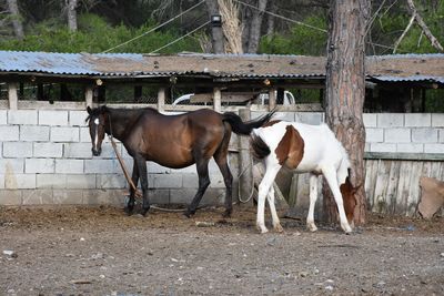 Horses standing in ranch