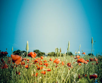 Flowers growing on field against clear blue sky