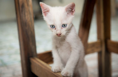 Close-up portrait of cat