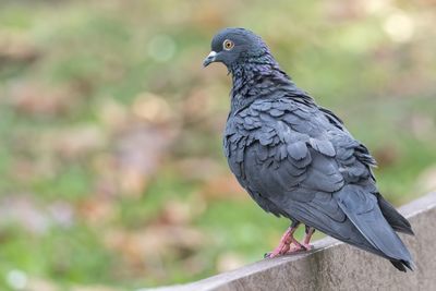 Pigeon resting at park