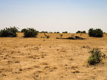 Scenic view of landscape against clear sky