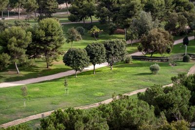 High angle view of trees on grassy landscape