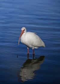 Water bird on the gulf coast