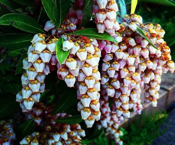 Close-up of berries on plant