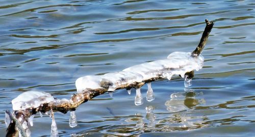 High angle view of birds swimming in lake