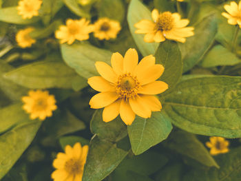 Close-up of yellow flowering plant
