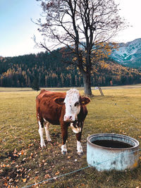 A cow in the austrian alps.