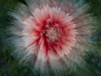 Close-up of pink flower