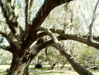 Trees in park