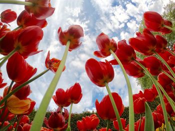 Low angle view of flowering plants against sky