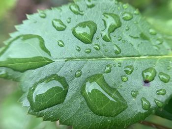 Close-up of raindrops on leaves