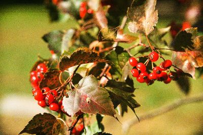 Close-up of berries growing on tree