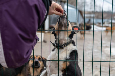 Homeless dog in a cage at a shelter. homeless dog behind the bars looks with huge sad eyes