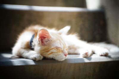 Close-up of cat sleeping