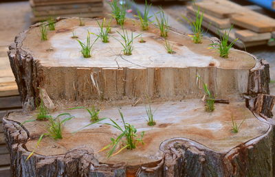 Grass growing on tree stump
