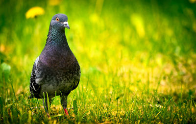 Close-up of pigeon on field