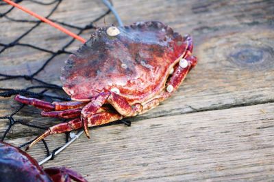 Close-up of crab on wood