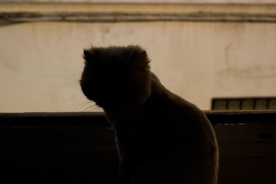 Close-up of a cat looking away