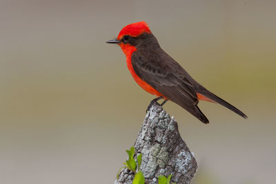 Close-up of bird perching on a plant