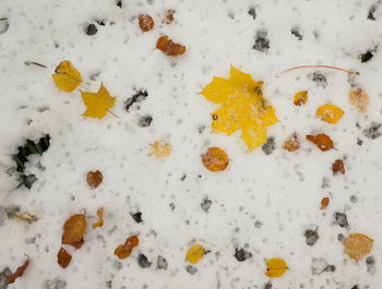 High angle view of snow covered field