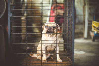 The dog sits in a cage